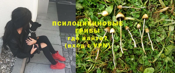 ПСИЛОЦИБИНОВЫЕ ГРИБЫ Липки